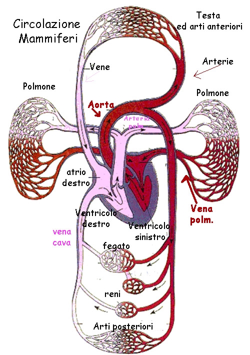 immagini circolazione sistemica